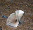 Clitocybe gibba var. maxima.